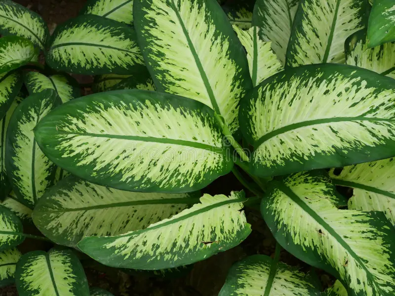 plantas tóxicas para gatos