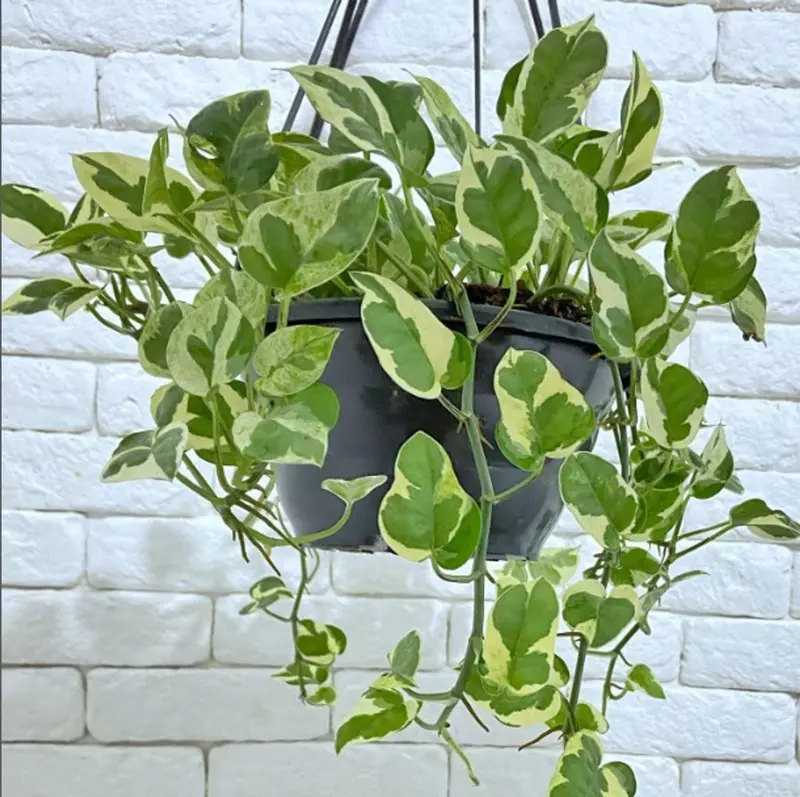 plantas tóxicas para gatos - Jiboia