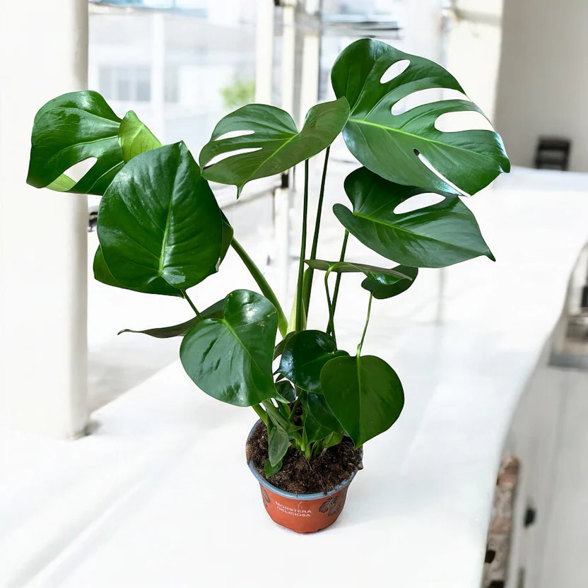 plantas tóxicas para gatos - Costela de Adão