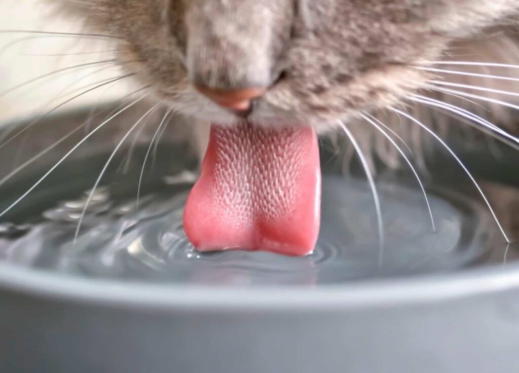 Incentivando o gato a beber água