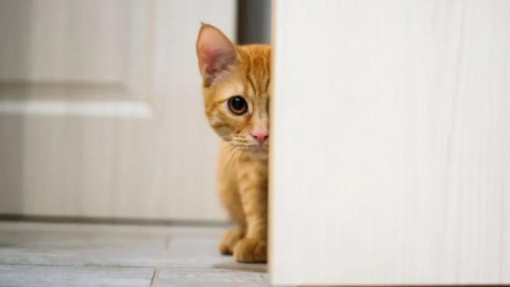 Como cuidar de gato