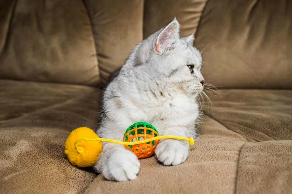O que fazer quando o gato ignora os brinquedos?