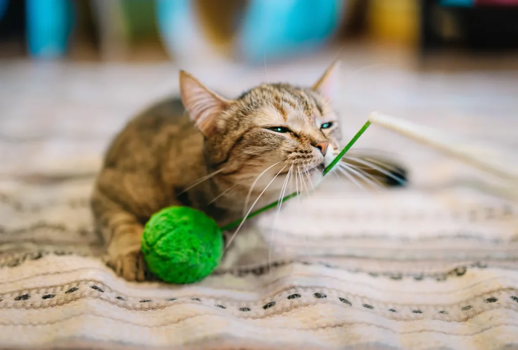 Como escolher o brinquedo certo para o seu gato?
