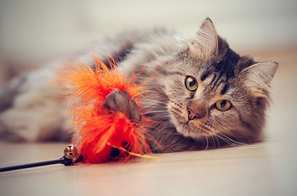 brinquedos para gatos