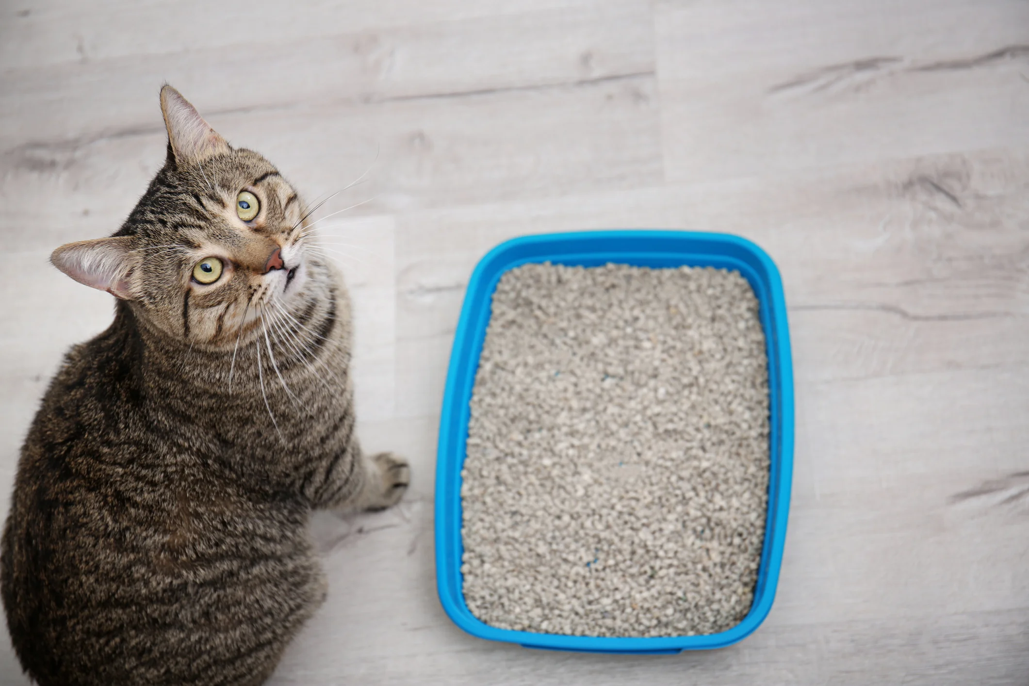 Caixa de Areia para Gatos
