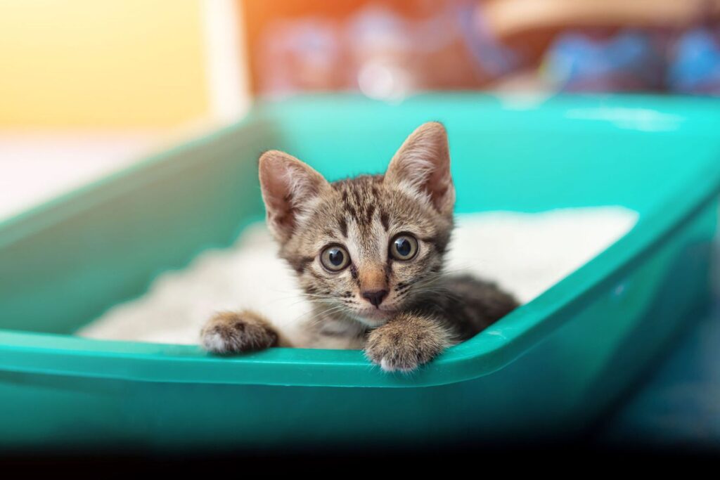 Caixa de areia para gatos