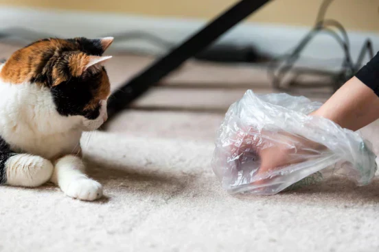 caixa de areia para gatos