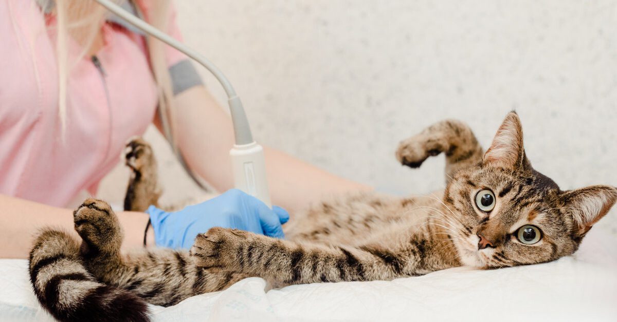 Castração de Gato: Quando Fazer, Benefícios e Cuidados Pós-Cirurgia.