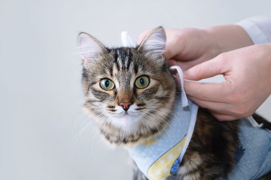 Benefícios da Castração de Gatos