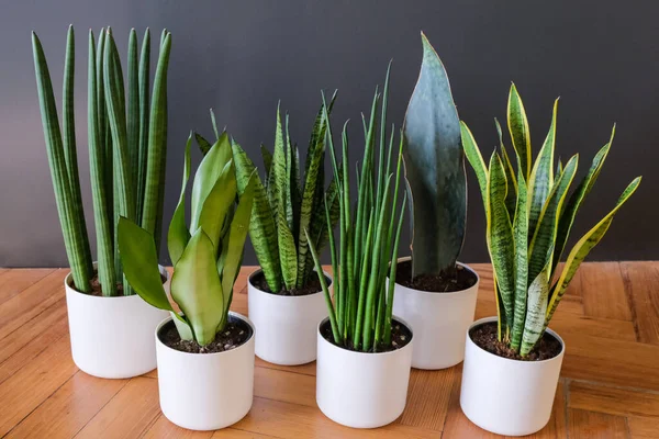 plantas tóxicas para gatos