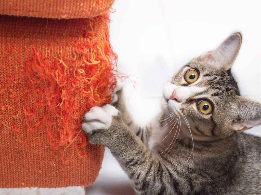 Por que o Gato Arranha os Móveis? (e Como Resolver).