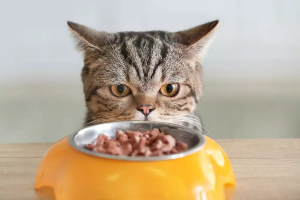 Como Escolher a Melhor Ração para o Seu Gato.