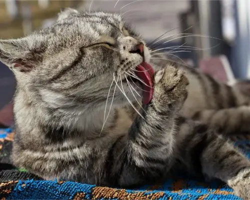 Gato não bebe água
