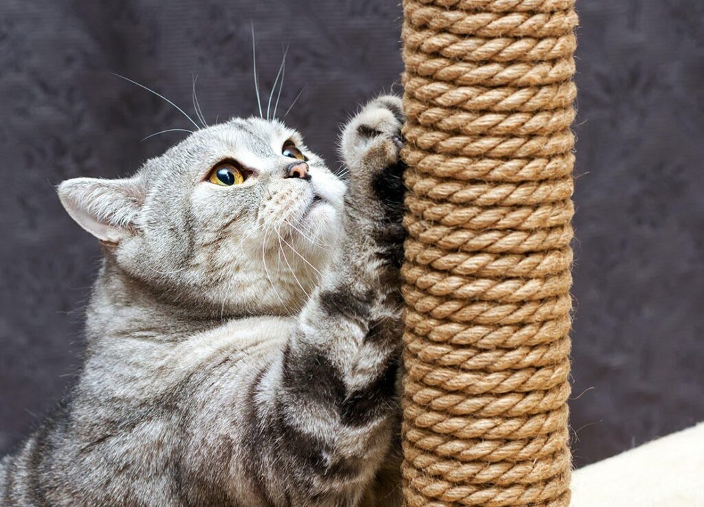 por-que-o-gato-arranha-moveis