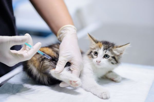 vacinas para gatos