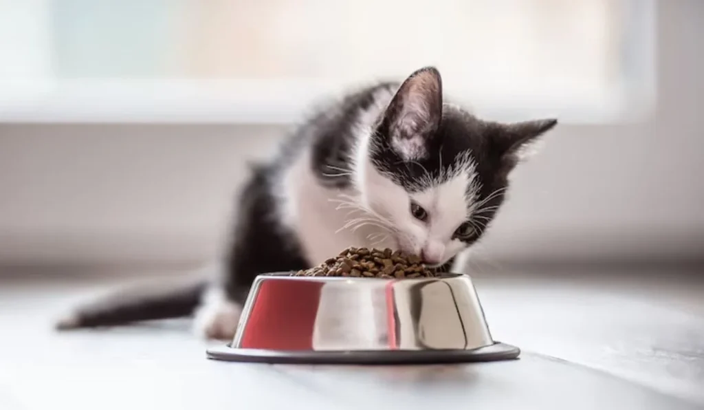 Como Escolher a Melhor Ração para o Seu Gato