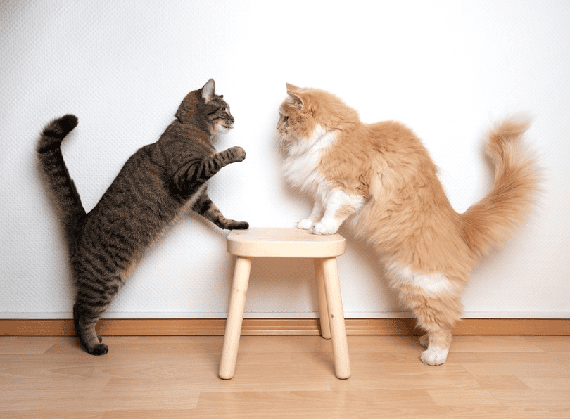 Como Introduzir um Gato Novo