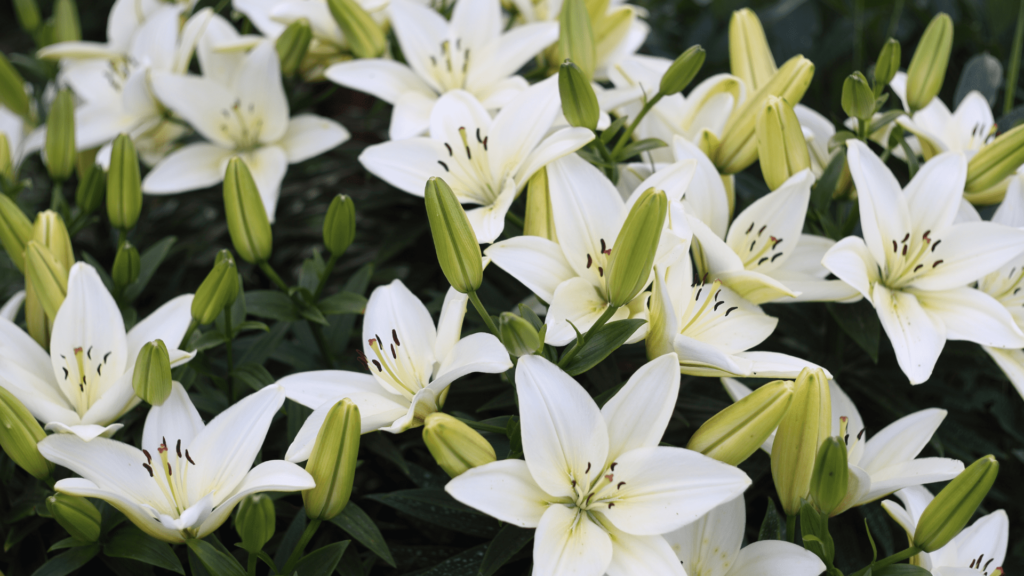 plantas tóxicas para gatos - Lírio - Lilium spp
