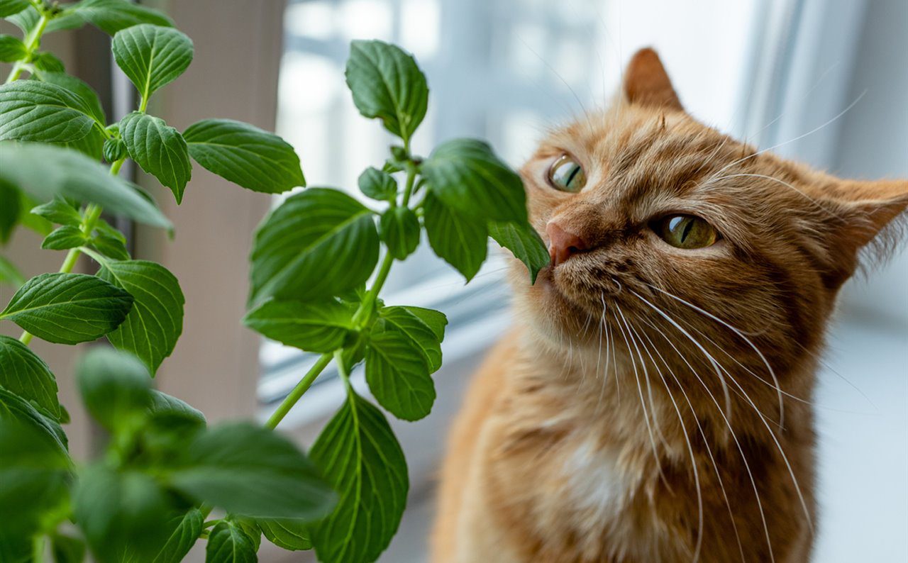 5 Plantas Comuns em Casa que São Tóxicas para Gatos.