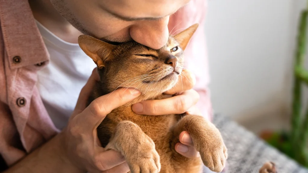 tutor cuidando de gato em casa