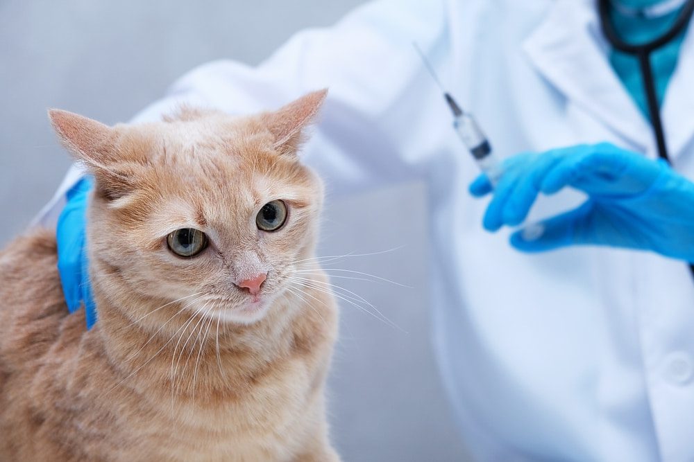 Vacinas para Gatos: Quais São, Quando Tomar e Por que São Importantes.